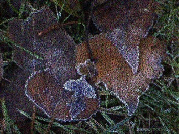  Frosted Leaves Pixelated 
