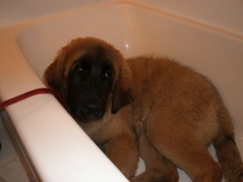  Bailey In Bathtub 