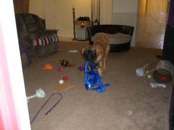 Bailey and His Toys 