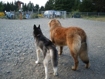  Bailey and His Buddy Turbo at the Dog Park 