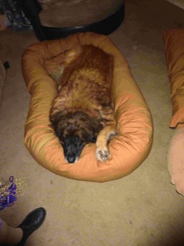  One of 2 Giant Pillows For Bailey, Christmas 2015 