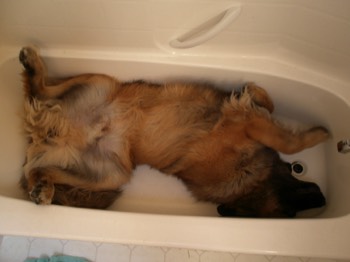  Bailey's Delight: Bathtub and Laying on Back 