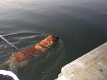  Bailey Swims at OH Harbor Dock 