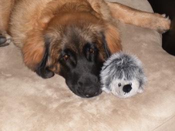  Bailey and His Hedge Hog Toy 