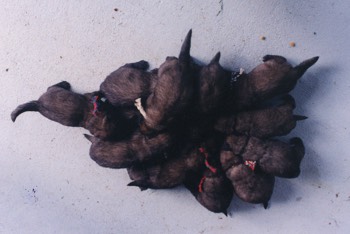  Pile of 13 Puppies 